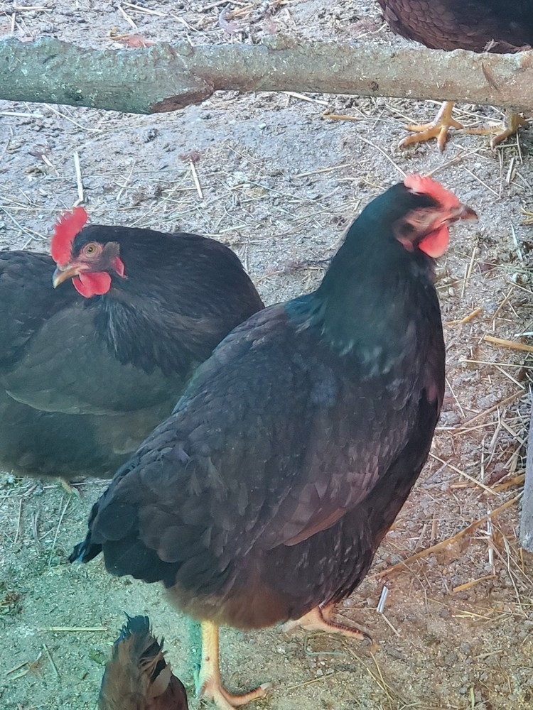 12 Exhibition Rhode Island Red Hatching Eggs