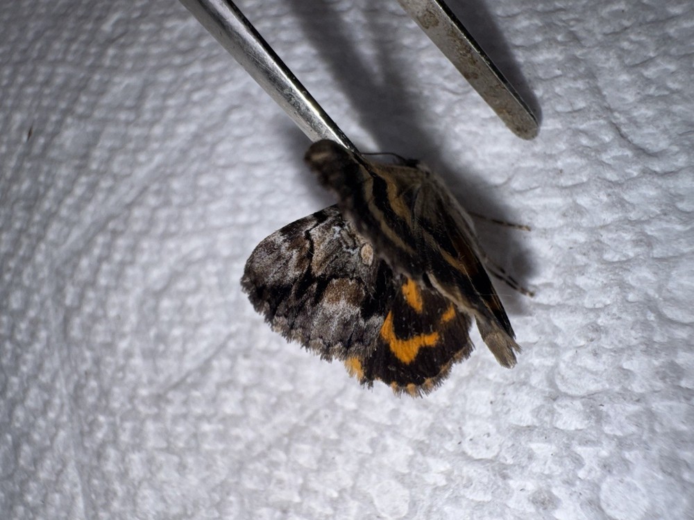 BY5 - BEAUTIFUL GOLDEN CATACOLA UNDERWING MOTH 3