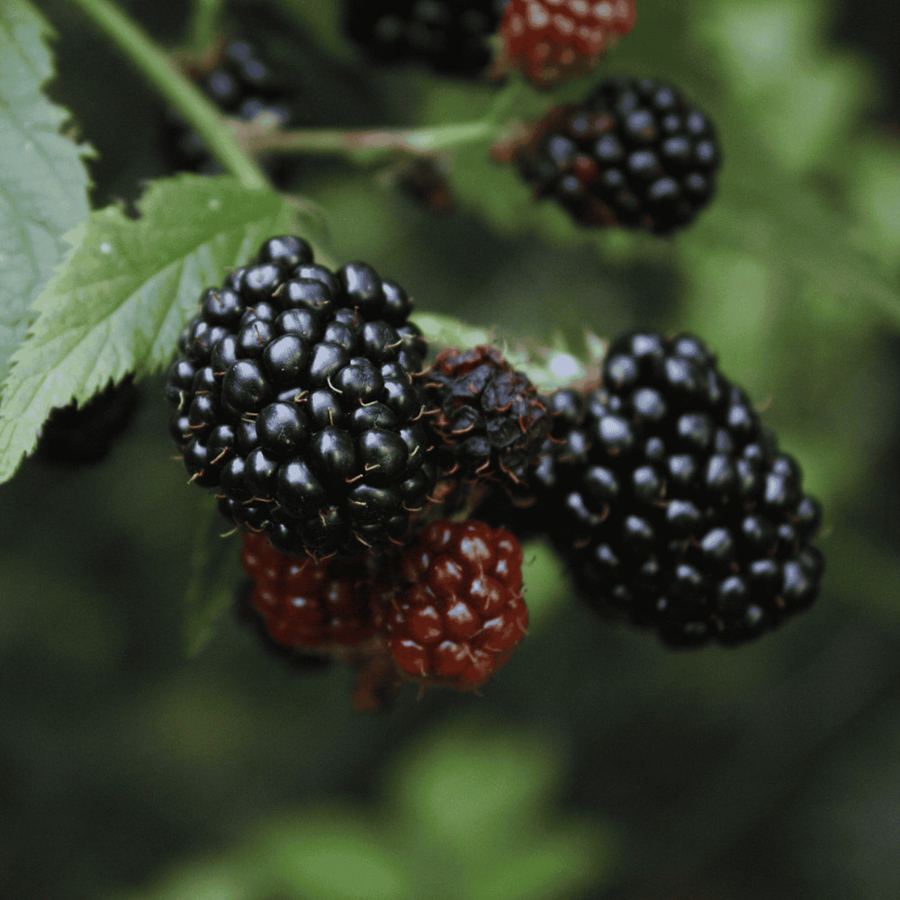 Hand Picked Nursery Prime-Ark Blackberry Plug – Bare Root Plug, 1-Year-Old