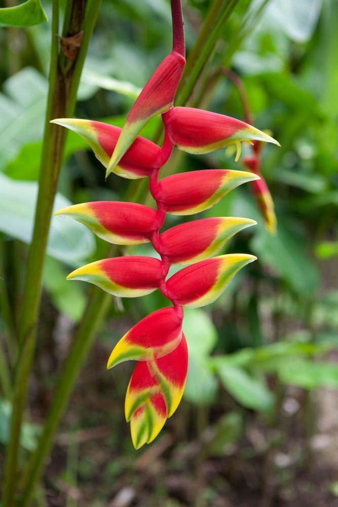 Heliconia 6 mix Live Rhizome.