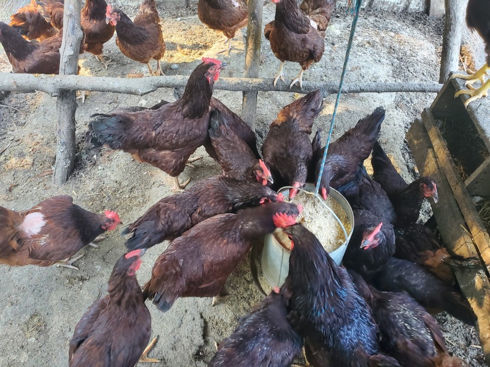 12 Exhibition Rhode Island Red Hatching Eggs