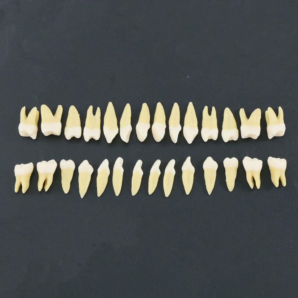 Dental Typodont Practice Removable Standard Teeth Model M7008 with Spare Teeth