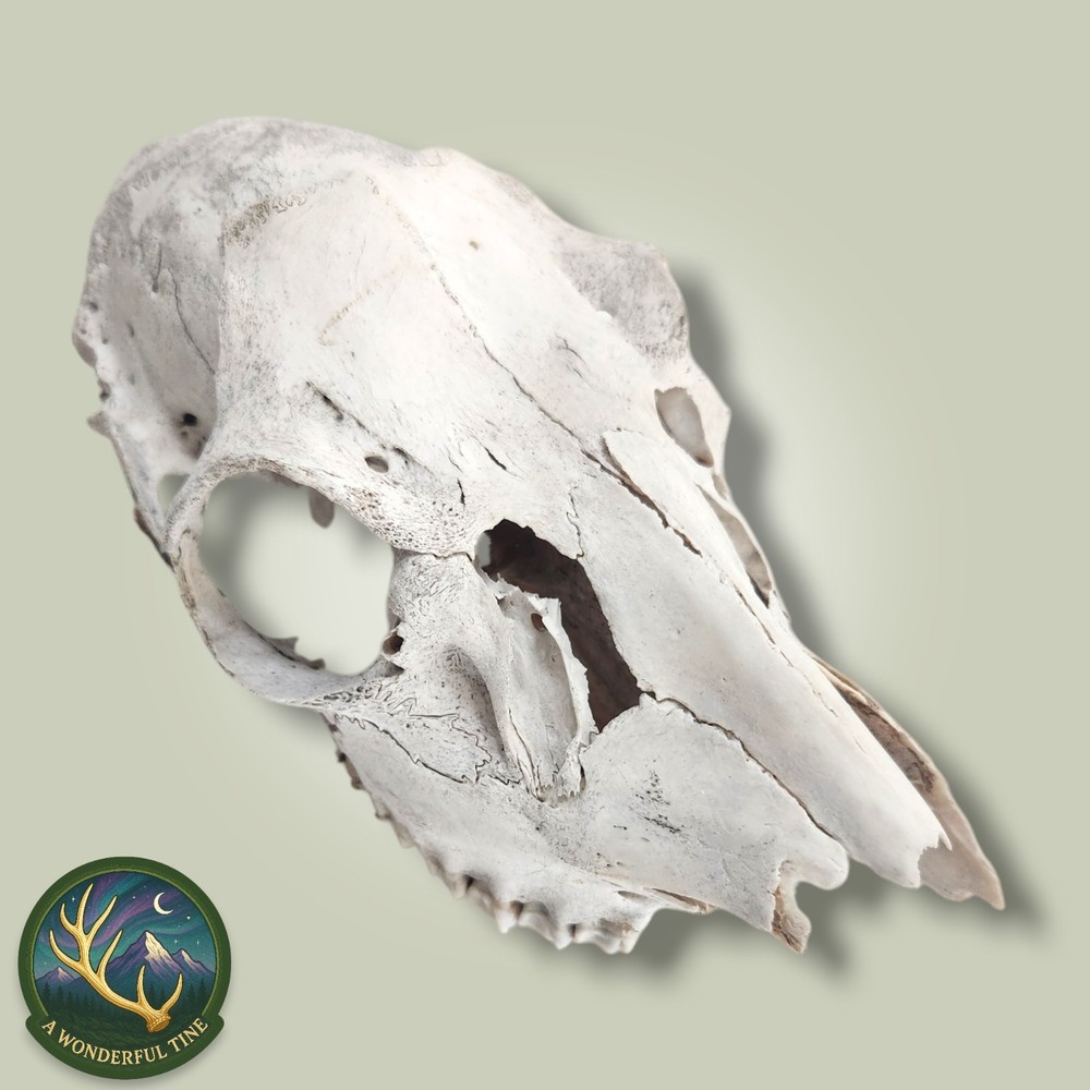 Mule Deer Doe Euro Deadhead Skull Naturally Aged Decor