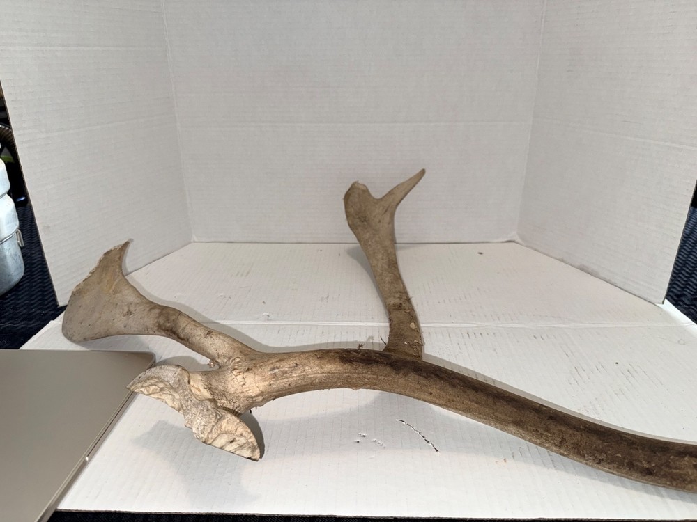 Large Antlers