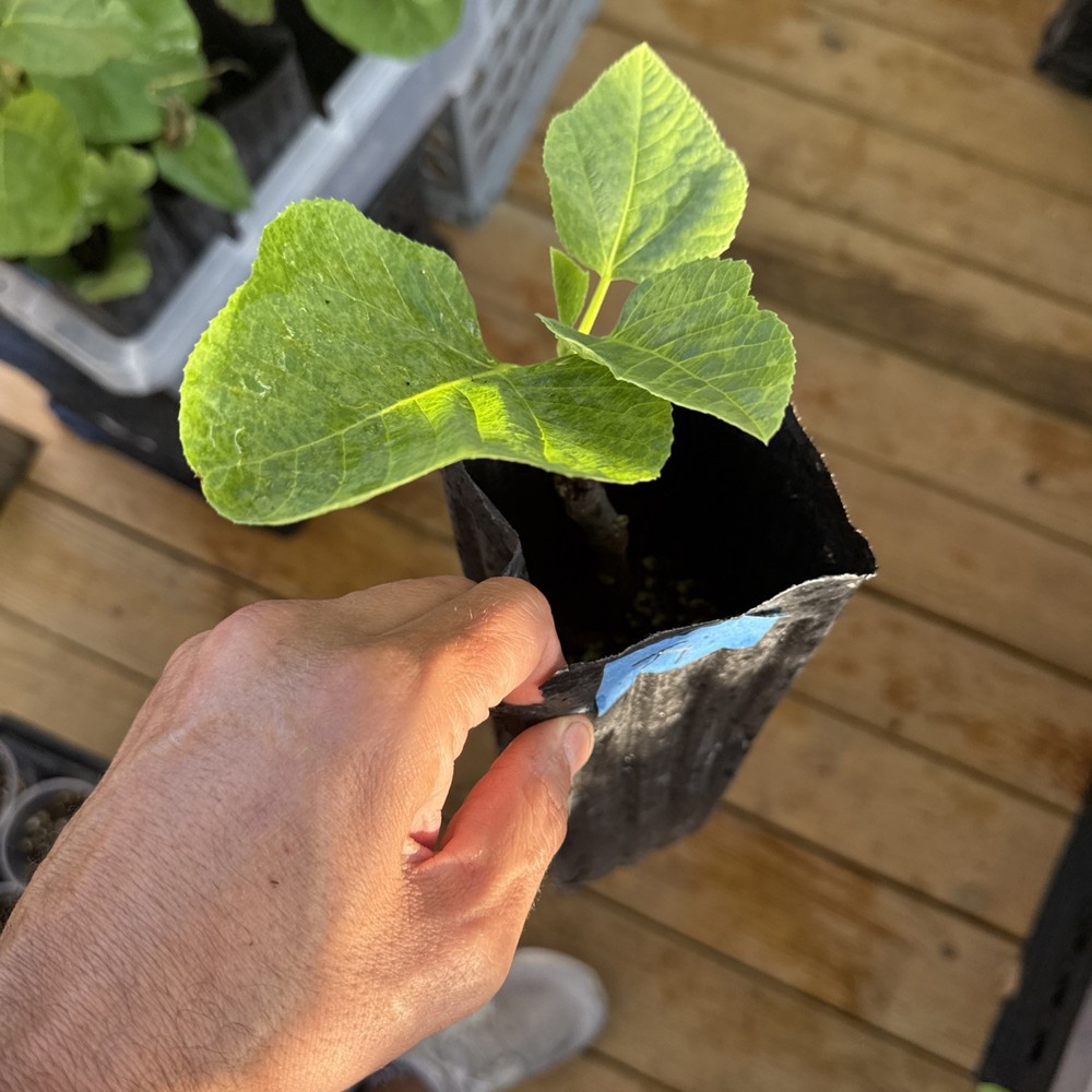 One LSU Tiger Fig Tree YOUNG