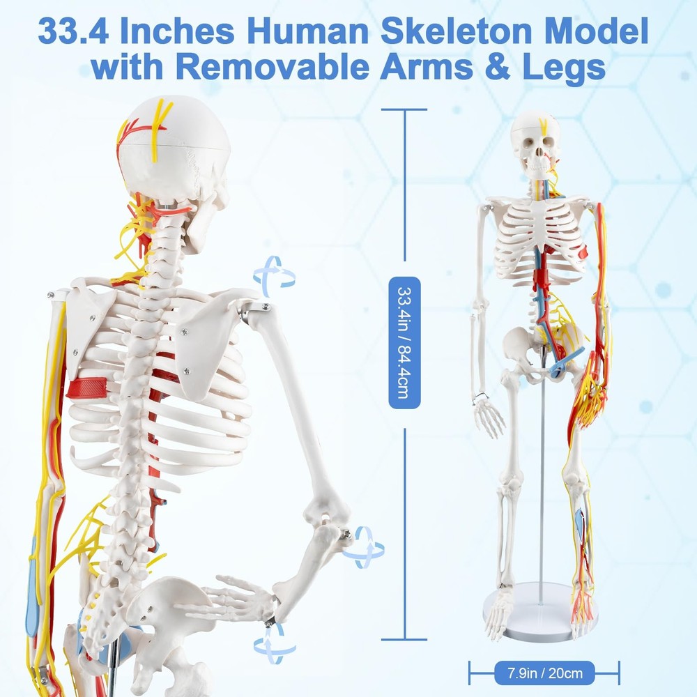 33.4-Inch Human Skeleton Model, a Mini Skeleton Anatomy Model with Removable ...