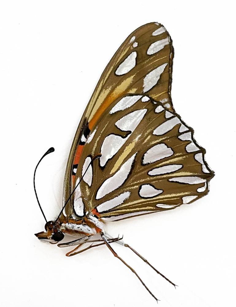 DIONE VANILLAE INCARNATA 1M (USA. CA)