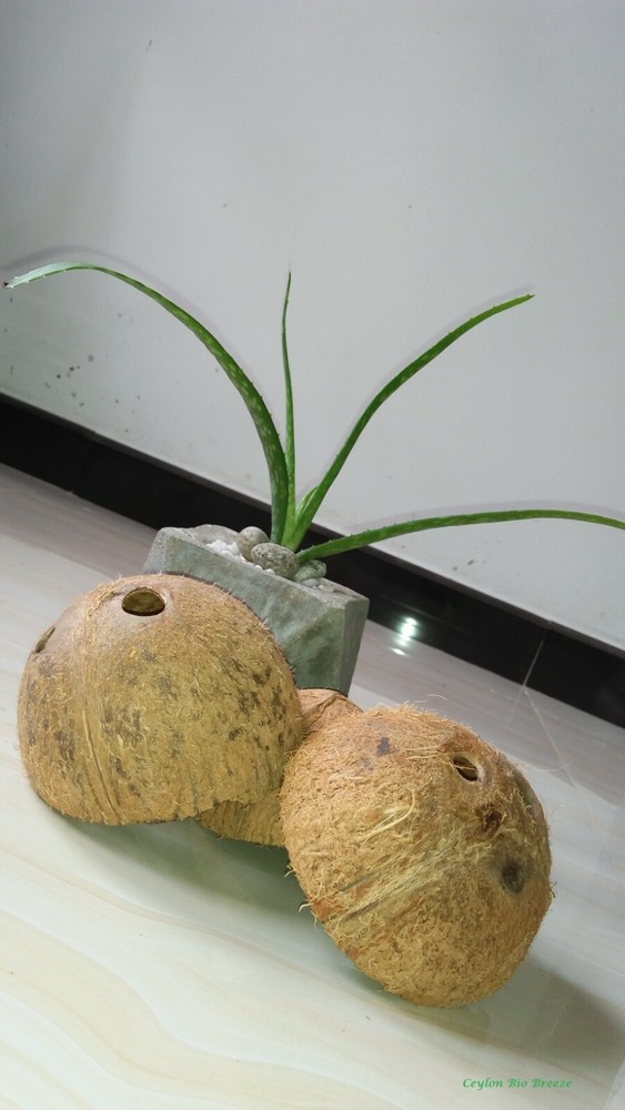 Coconut shell chips natural Coconut shell for orchids and pet shelters