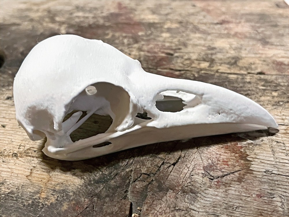 Raven Skull Replica