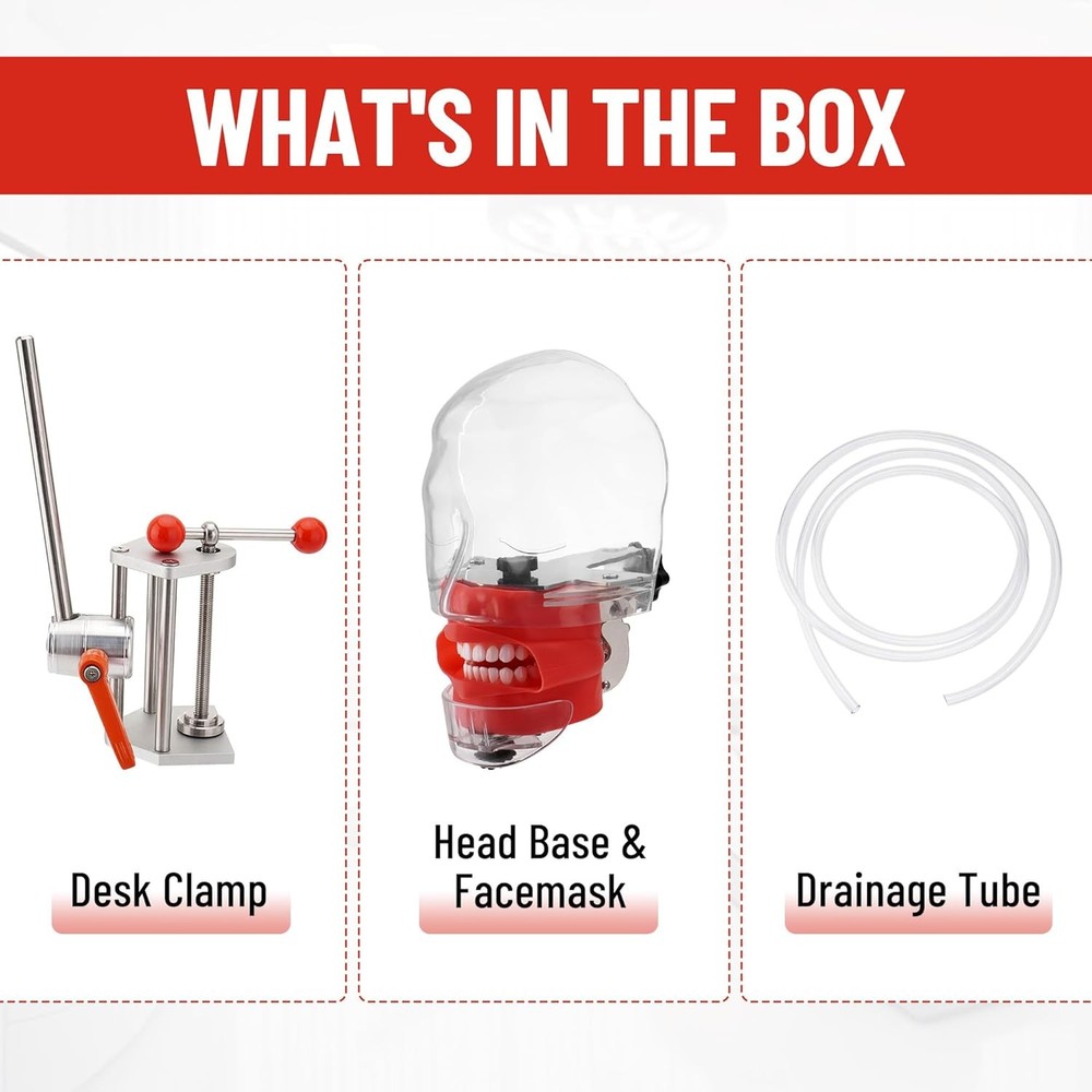 Dental Bench-Mounted Training Manikin (28 Teeth) Phantom Head Model