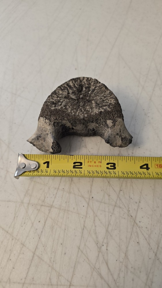 Fossilized Mosasaurus? Vertebra? Reptile Bone? Dinosaur? Real? Replica? READ