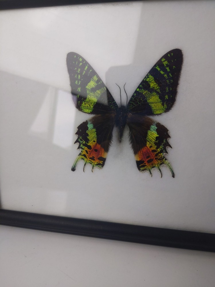 REAL MADAGASCAR SUNSET MOTH CHRYSIRIDIA RHIPHEUS FRAMED