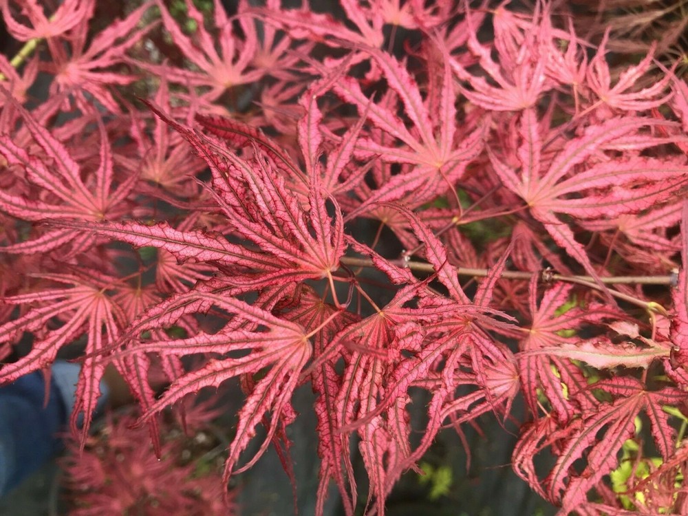 Japanese Maple Mikazuki Gorgeous!!