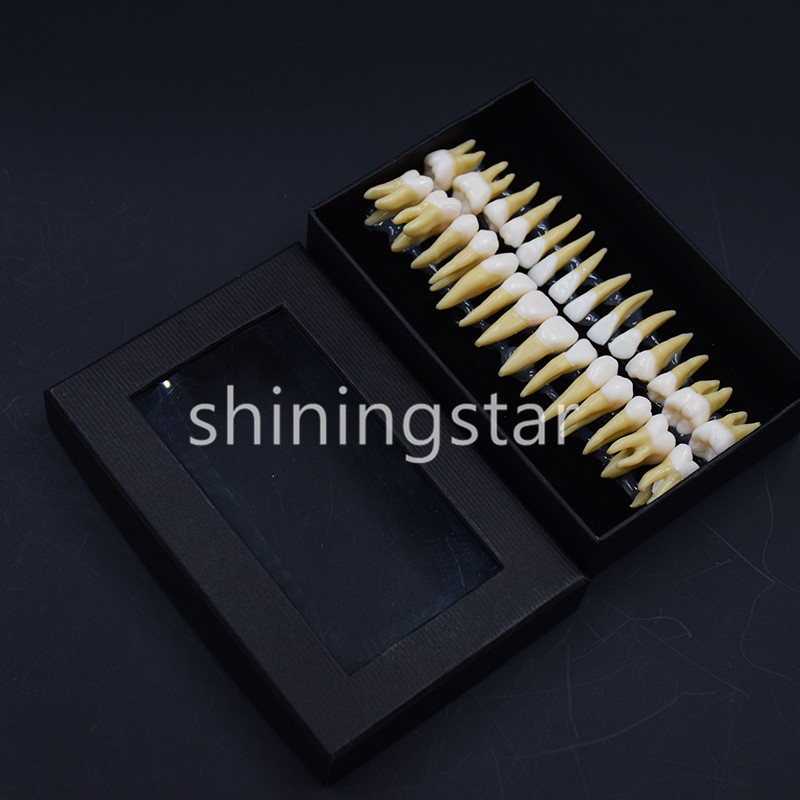 1 Set 1:1 Permanent Teeth Demonstration Teach Dental Study Model Tooth #7008 New