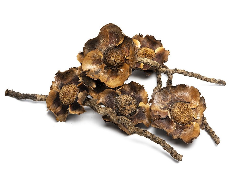 Botanical Breeder Combo Pack (Sulawesi Shrimp)