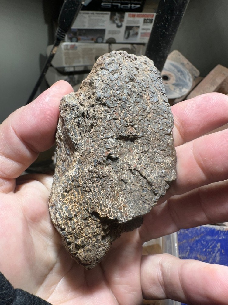 Dinosaur bone rough **hxtled end cut.