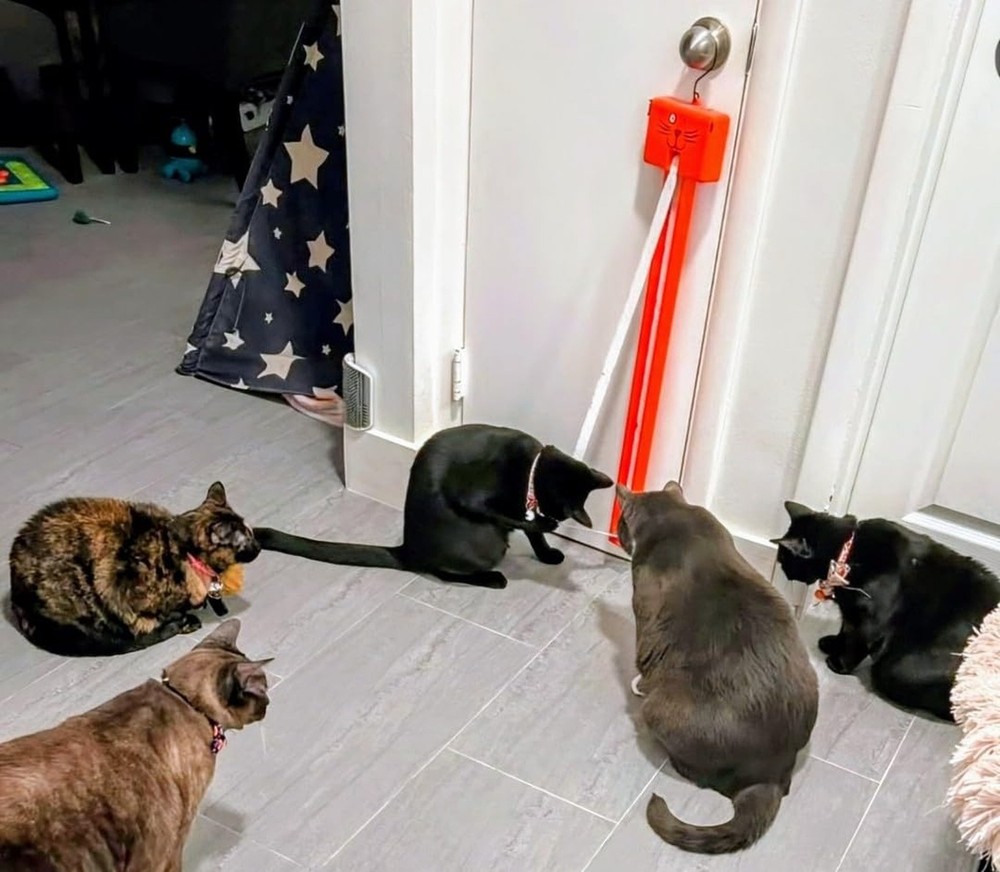 FLING-AMA-STRING Automatic cat toy: Interactive Cat Toy for Bored Indoor Cats...