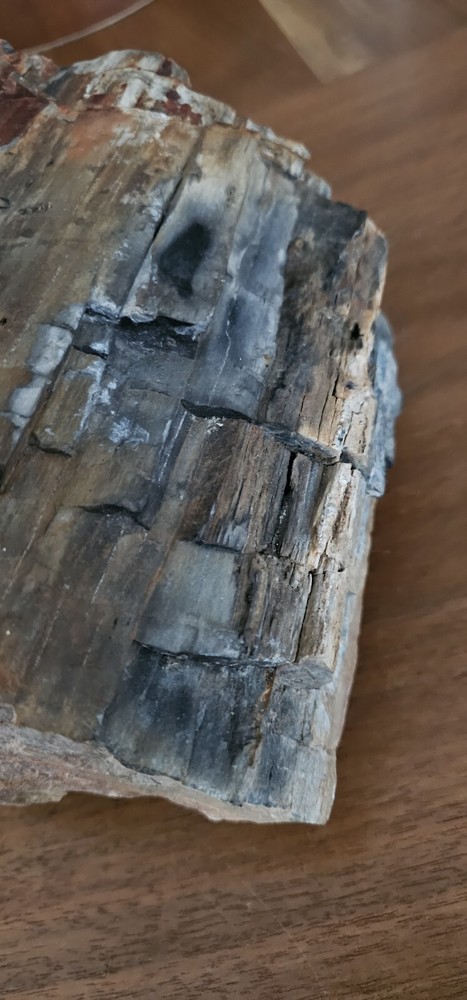 Petrified Wood Collection Display Piece Beautiful