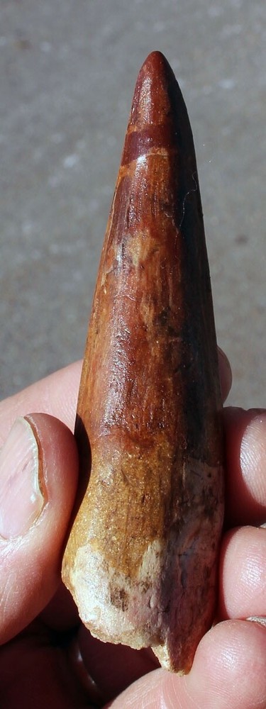 Authentic 3.5" Spinosaurus Tooth in Riker Mount