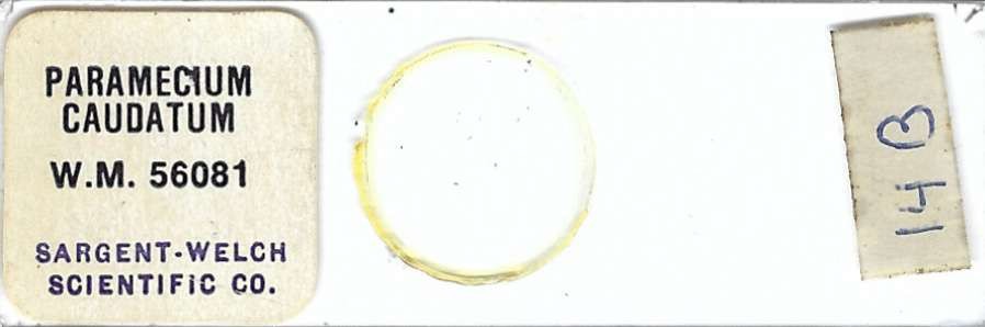 Paramecium caudatum w.m. Microscope Slide