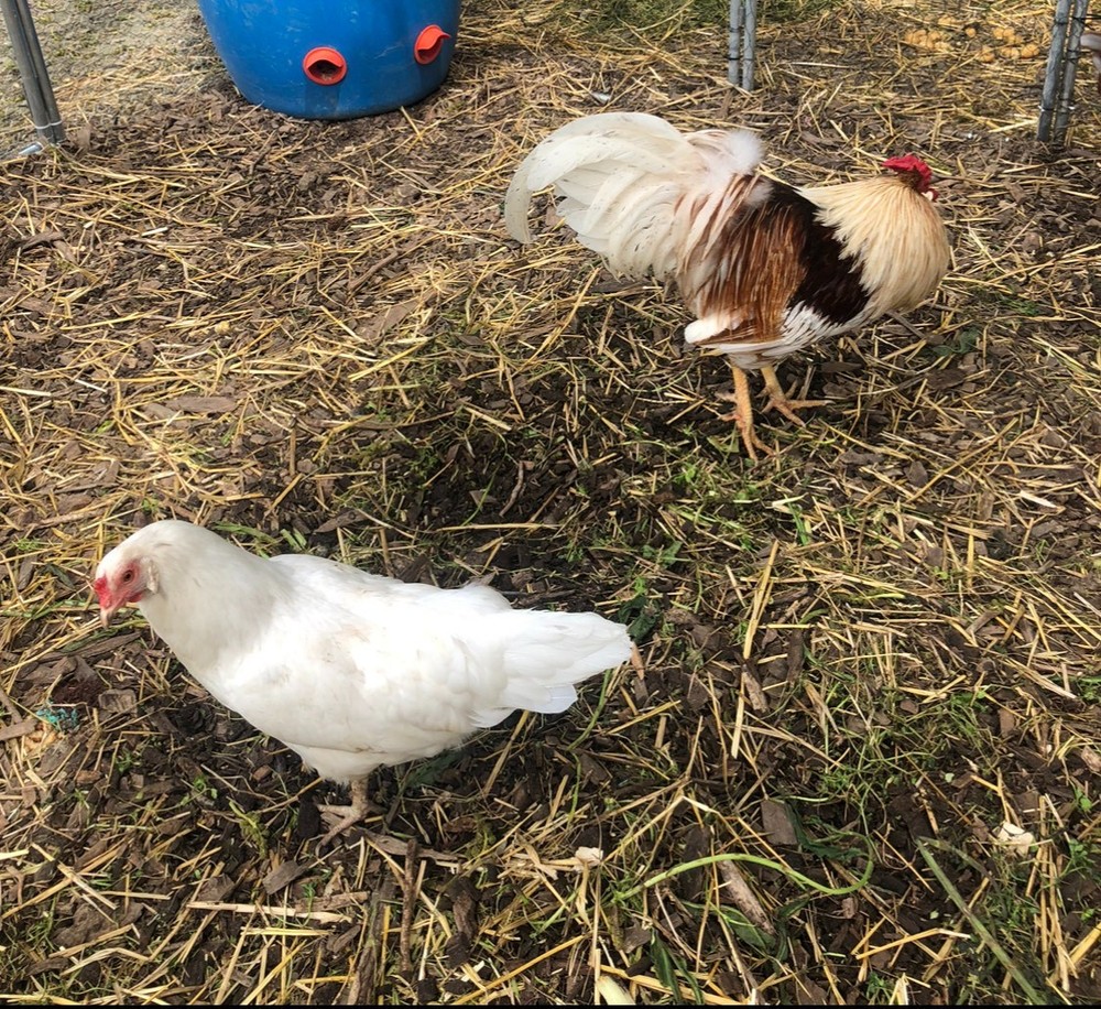 Prairie Blue Bell Hatching Eggs (10+)