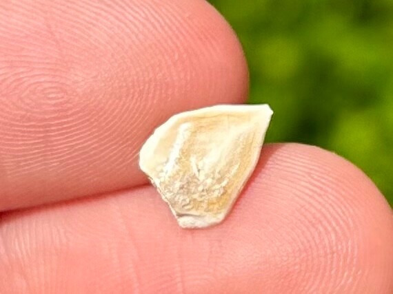 Rare TEXAS MIOCENE Fossil Gar Fish Scale Fleming Formation