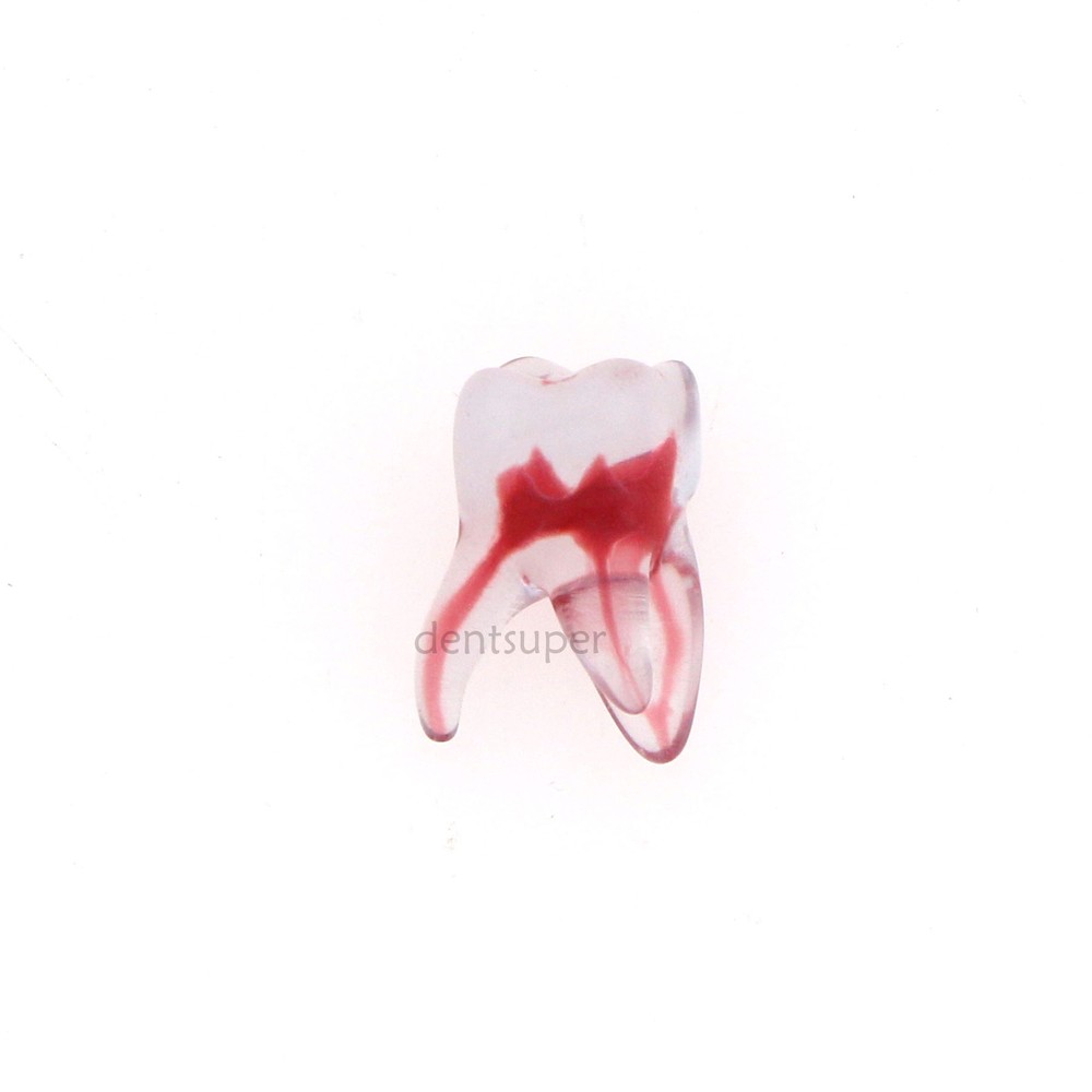 Dental Training 3D RCT Endo Tooth Model Practice Model Curved Root Resin Teeth