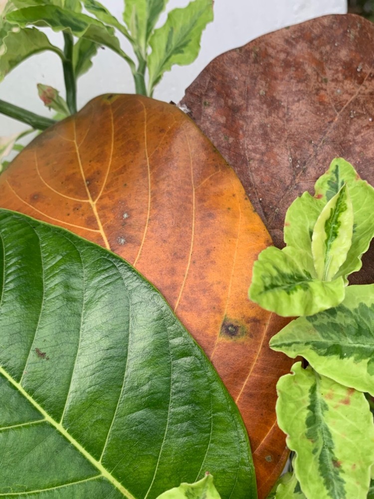 Jack Leaves