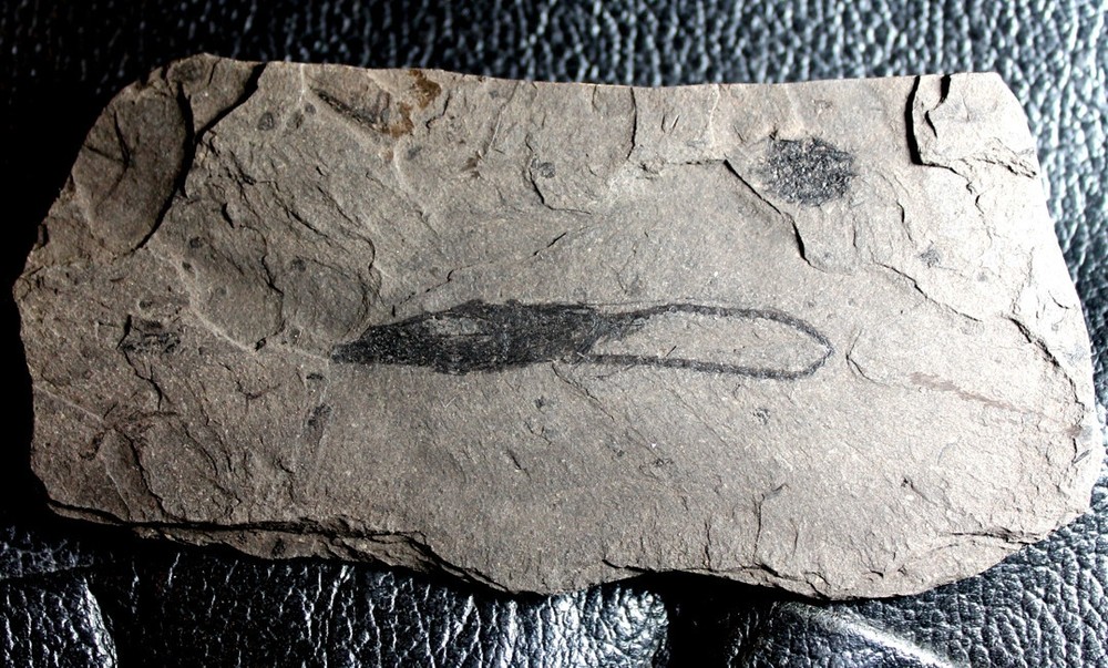 Aulostomus - Extremely rare Oligocene fossil fish