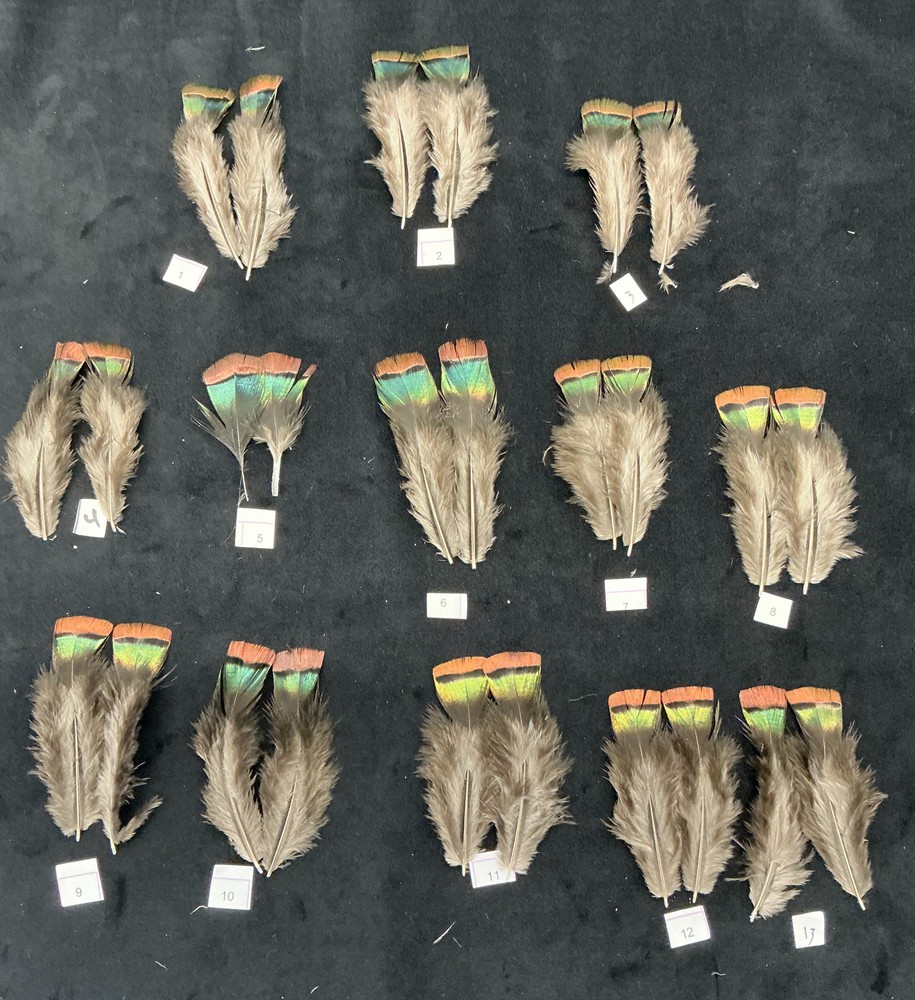 Ocellated Turkey lower back feathers