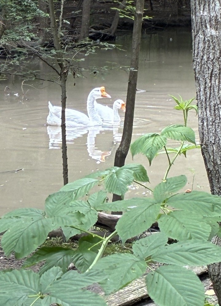 2ct White Chinese Swan Geese Hatching Eggs