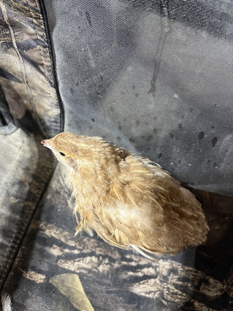 108 Jumbo Quail Hatching Eggs Rare Mix 9 Dozen