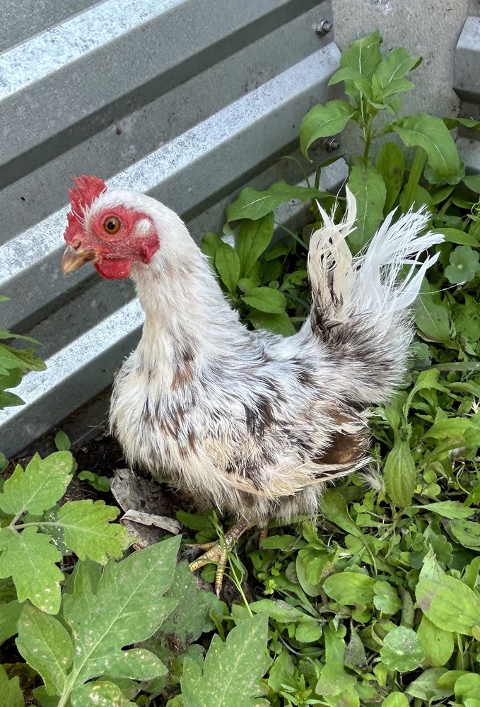 4 Kikirikis Hatching Eggs