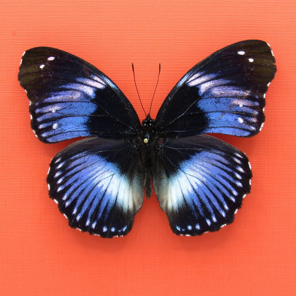 Real mounted butterfly - Hypolimnas salmacis - A1-