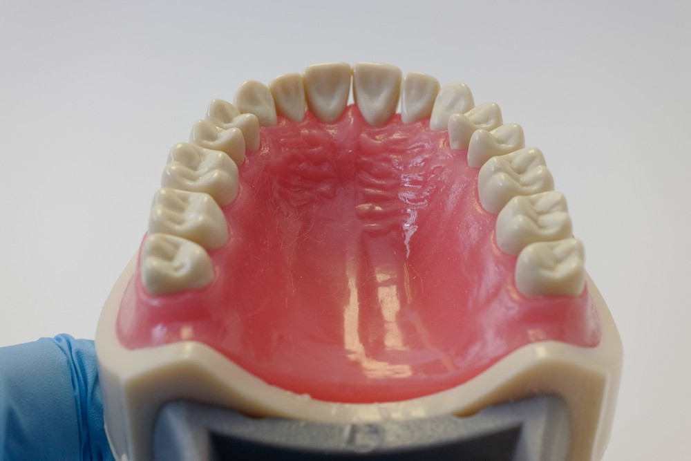 Dental Anatomy Typodont Educational Model 200 Removable Teeth NBDE NERB ADEX