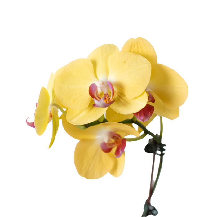 Orchid 'Yellow Phalaenopsis' 3" Pot