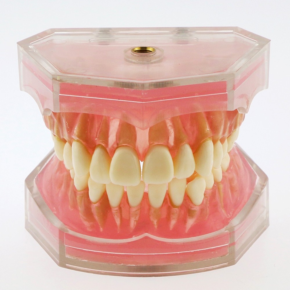 Dental Ortho Standard Teeth Study Demonstration Teaching Model Removable Teeth
