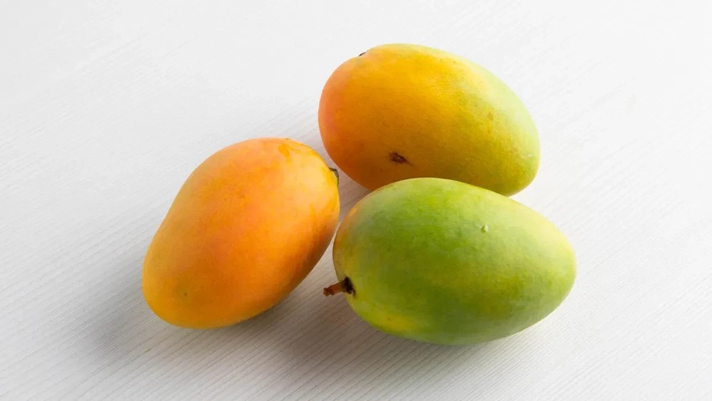 Grafted Mango (Mangifera ) Earlygold Live Fruit Tree (1-2 ft) Indica