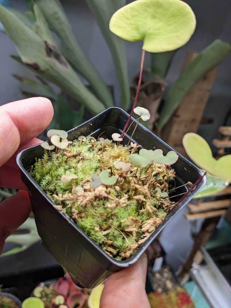 Utricularia reniformis (f. courte)