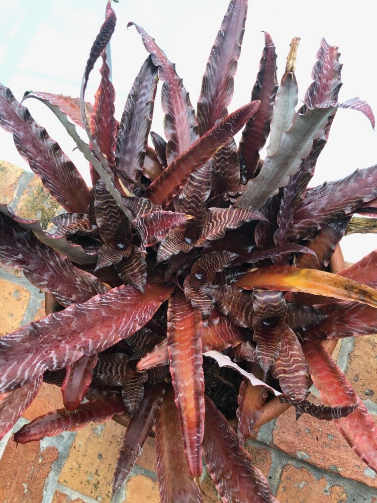 Cryptanthus PHEASANT TAIL Bromeliad one tropical plant *MEDIUM*