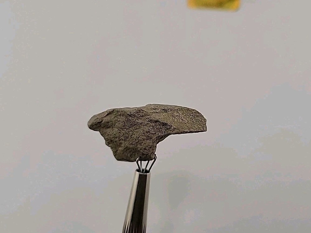Fossilized Raptor Talon Dinosur Permineralized Fossil