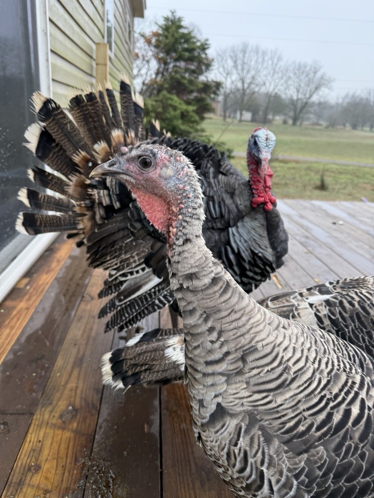 12 Narragansett Turkey Hatching Eggs