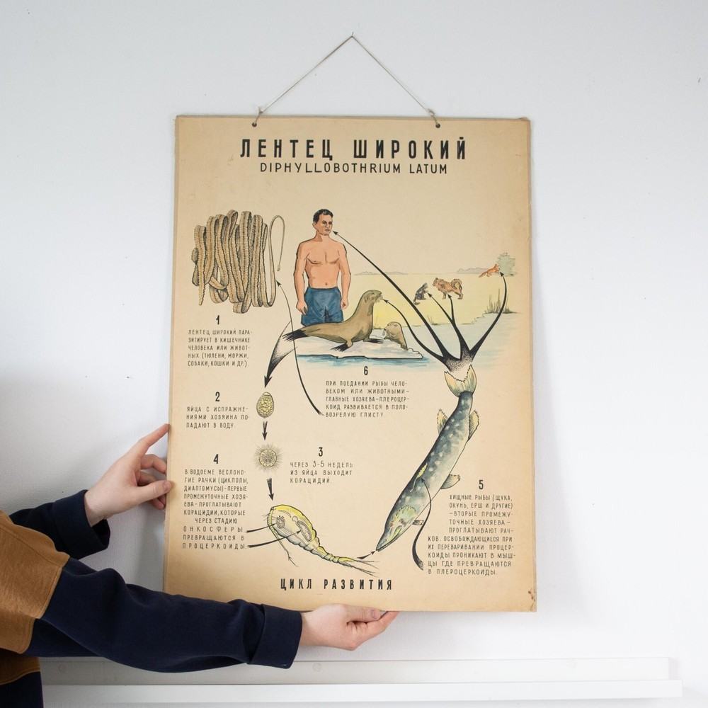 Vintage original handwritten poster. Pull down chart. Anatomical art poster.