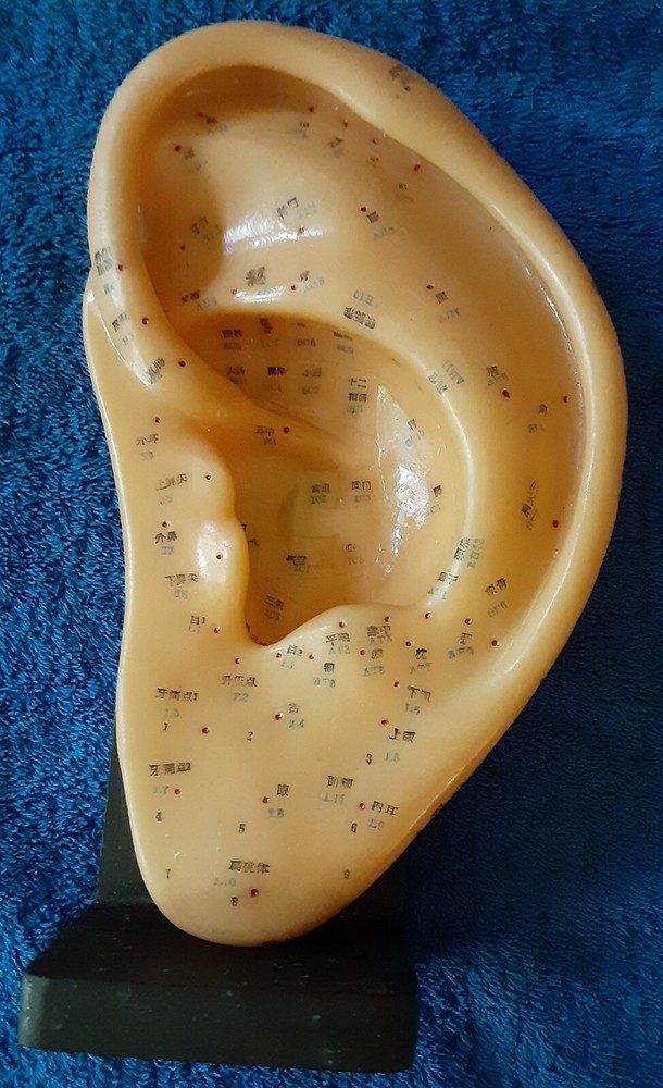 EAR ACUPUNCTURE MODEL WITH STAND