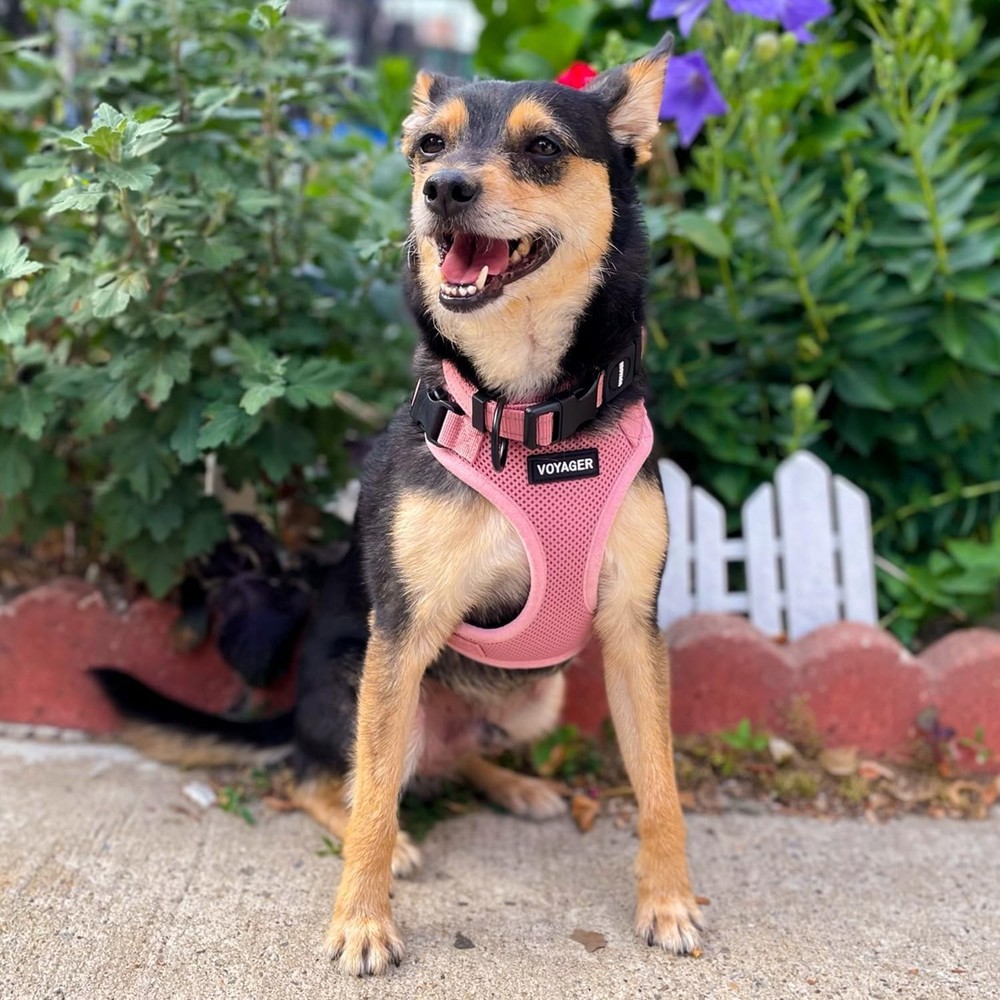 All Weather Mesh Pet Harness Medium Pink Lightweight Adjustable for Active Pets