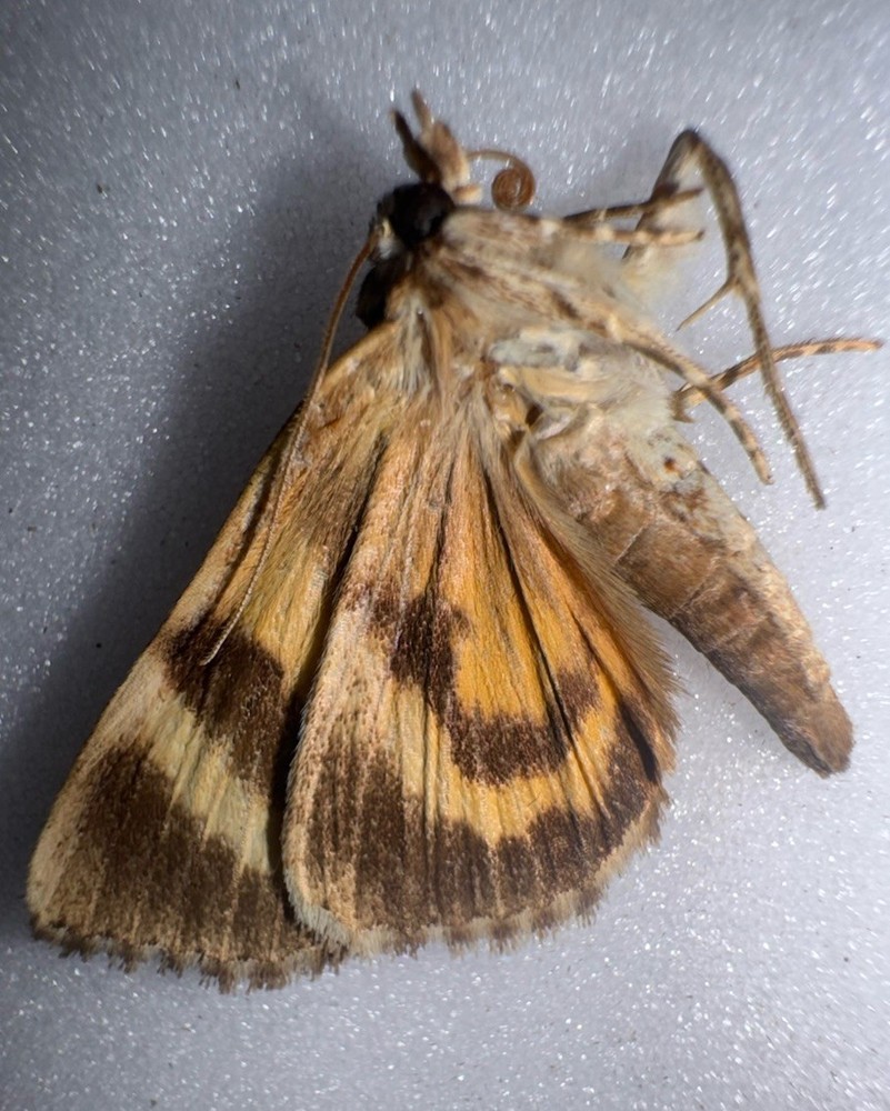 JS6 - YELLOW CATACOLA UNDERWING MOTH - 14