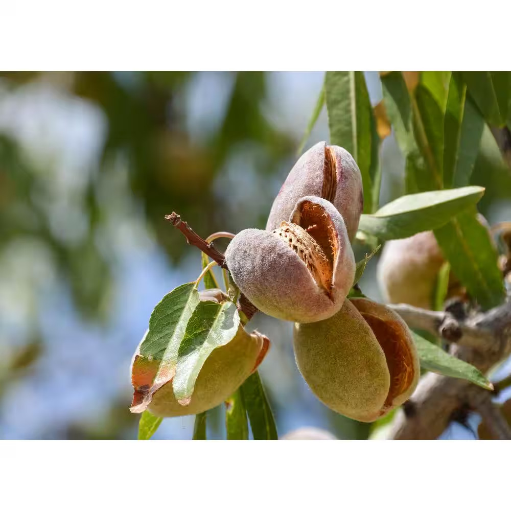 Hall’s Hardy Almond Tree Bare Root – Cold Hardy Nut Tree
