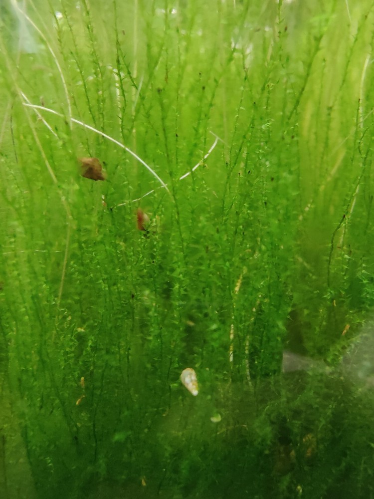 Live aquarium moss