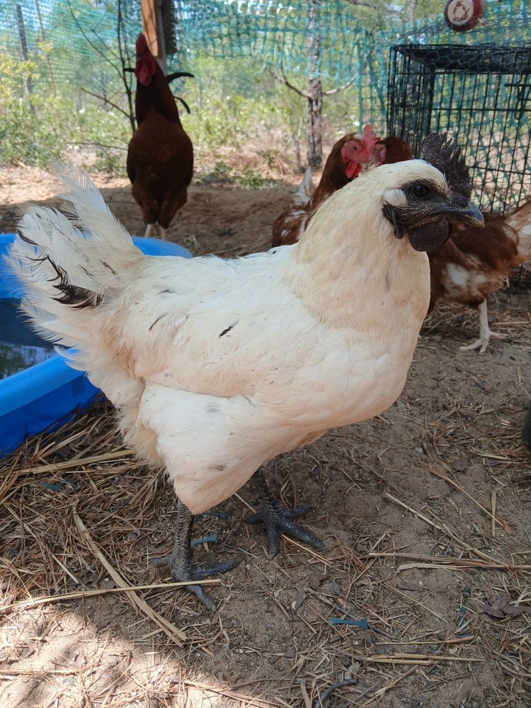 Zombie chicken +golden bluffs hatching eggs 1 dozen