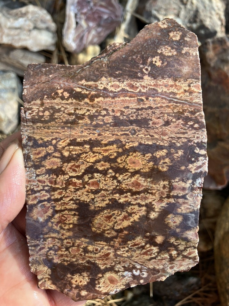 Birds Eye Rhyolite Slab